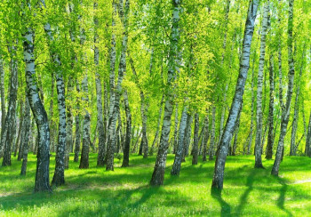 Berkenbomen in een berkenbos komen tot leven op dit natuur fotobehang, met de herkenbare witte schors en groene bladeren.