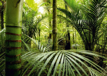 Fotobehang Avontuurlijke Jungle