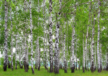 Een fotobehang van een berkenbos in de lente met bomen in een woonkamer.