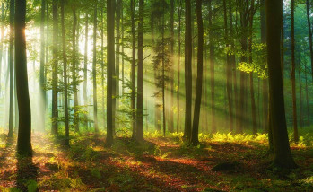 Fotobehang van een bos met hemelse lichtstralen die tussen de bomen door schijnen, met rijke groentinten en gedetailleerde bladeren.