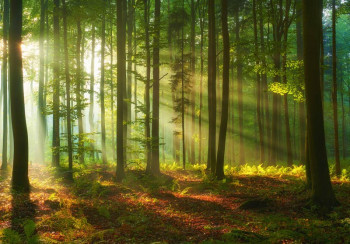 Fotobehang van een bos met hemelse lichtstralen, zonnestralen die tussen de bomen door schijnen, met rijke groentinten en gedetailleerde bladeren.