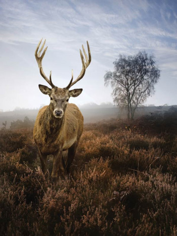 Fotobehang van een hert in een mistige weide, natuur en landschap.