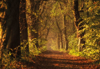 Fotobehang met een bospad tussen hoge bomen dat eindeloos lijkt door te gaan, met een tunnelachtig effect dat een indrukwekkend 3D-perspectief creëert.