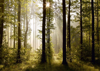 Fotobehang Ochtendbos met Stralende Zonsopkomst