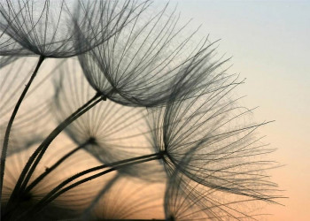 Fotobehang van een paardenbloem in het avondlicht.