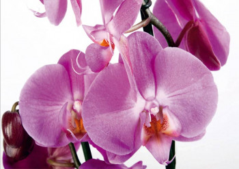 Een fotobehang van een paarse orchidee in bloei met violetkleurige bloemen.