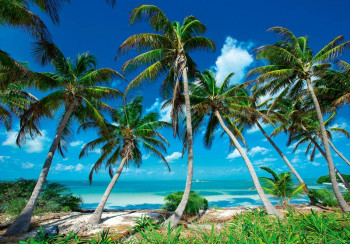 Fotobehang Paradijselijke Palmbomen