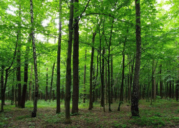 Een fotobehang van een rustgevend bos met bomen in groene tinten.