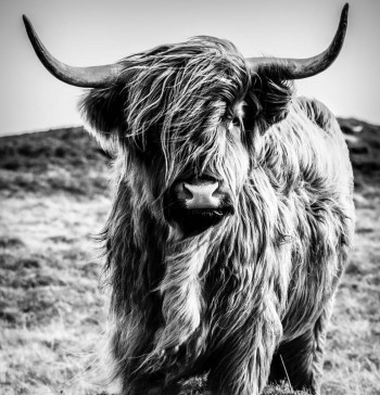 Fotobehang van een Schotse hooglander in zwart-wit, afgebeeld in een natuurlijke omgeving.