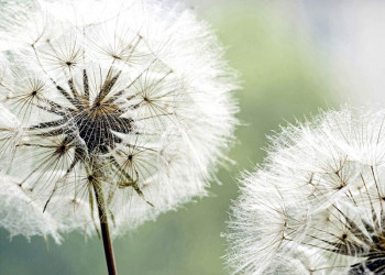 Een fotobehang van een sierlijke paardenbloem in close-up, dat een verfijnde en rustige sfeer biedt.