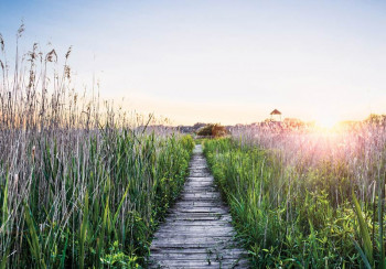 Fotobehang wandelpad in de avondzon met een houten pad tussen hoog gras en een warme zonsondergang.