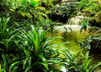 Fotobehang van een waterval tussen tropische groene planten in een jungle.