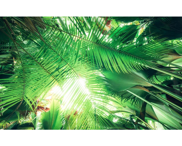 Fotobehang Jungle Dak - 450 x 280 cm