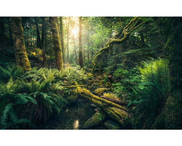 Fotobehang Jungle - 450 x 280 cm