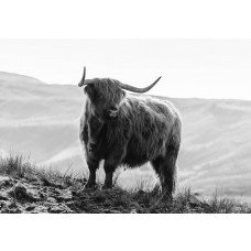 Zwart-wit fotobehang van een Schotse hooglander in de bergen, met wilde bizons op de achtergrond, in een rustiek natuurlandschap.