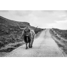 Fotobehang Schotse Hooglander op de Weg zwart-wit