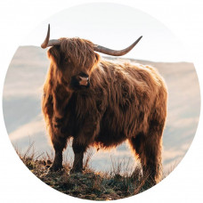 Schotse hooglander in de bergen op een muurcirkel, met een natuurlijke en wilde uitstraling van de natuur.