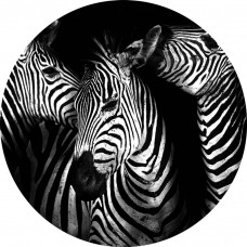 Zebras afgebeeld op een wilde dieren behangcirkel voor een avontuurlijke kamer.