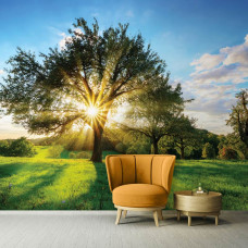 Een fotobehang van een boom met zonnestralen in een landschap te zien in een kantoor.