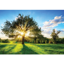 Fotobehang van bomen en zonnestralen in een landschap vol natuur.