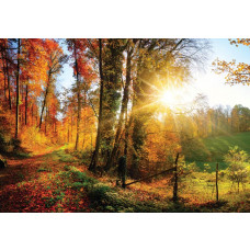 Fotobehang van bomen met zonsondergang, warme kleuren en bosrijk landschap.