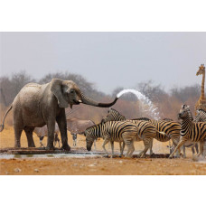Fotobehang African Wildlife