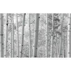 Aspen Forest bos fotobehang, met prachtige hoge bomen.