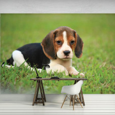 Een fotobehang van een Beagle pup in een moderne kantooromgeving.