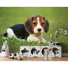 Een fotobehang van een Beagle pup in een kinderkamer.