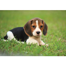 Fotobehang van een Beagle pup, met een schattige en speelse uitstraling.