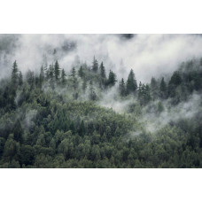 Bergbos in de mist, met dennenbomen en bergen die opgaan in de nevel, afgebeeld op een fotobehang.