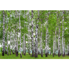 Een fotobehang van een berkenbos in de lente met bomen in een woonkamer.