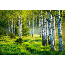 Fotobehang van een berkenbos, met een serenade van bomen en natuur in een rustige setting.