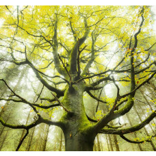 Droomboom fotobehang, met een mystieke boom in een betoverd bos.