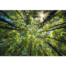 Fotobehang Boomtoppen in de Zon