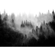 Fotobehang Bos in de Mist