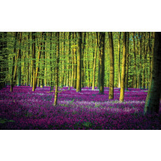 Fotobehang van een bos in het paars met bomen en een enkele boom.