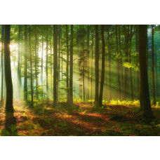 Fotobehang van een bos met hemelse lichtstralen, zonnestralen die tussen de bomen door schijnen, met rijke groentinten en gedetailleerde bladeren.