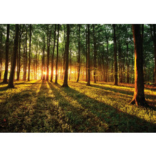 Zonlicht door het bos met een zonsondergang op fotobehang.