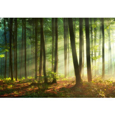 Zonnestralen die door de bomen van een dicht bos breken op dit fotobehang, met een warme en natuurlijke uitstraling.