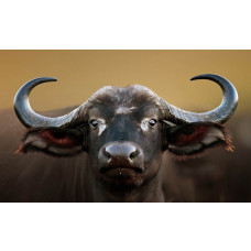 Fotobehang Buffel