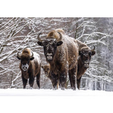 Fotobehang van buffels in de sneeuw in een bos, winterse sfeer.