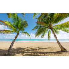 Caribisch paradijs palmbomen fotobehang, met een tropisch strand.