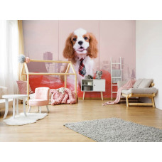 Fotobehang Cavalier King Charles Spaniël