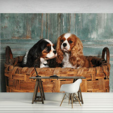 Een fotobehang van Cavalier King Charles Spaniėls in een professioneel kantoor.