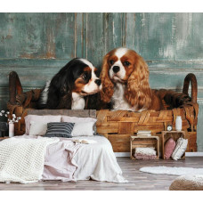 Een fotobehang van Cavalier King Charles Spaniėls in een rustgevende slaapkamer.