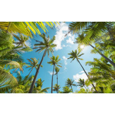 Coconut Heaven palmbomen met een tropisch uitzicht op het landschap.