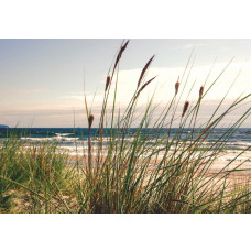 Fotobehang van een duinlandschap met gras en zee, weergegeven op vliesbehang.