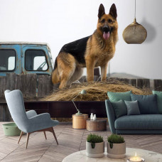 Een fotobehang van een Duitse Herder hond in vliesbehangstijl voor een woonkamer.