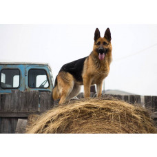 Fotobehang van een Duitse herder hond, met een krachtige en beschermende uitstraling.